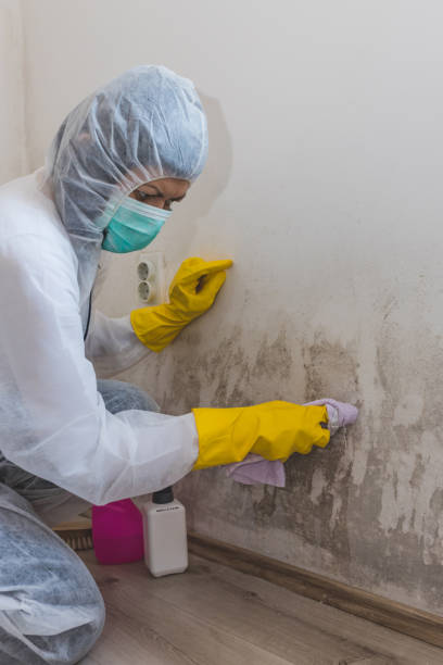 Best Asbestos and Lead Testing During Mold Inspection  in Marin City, CA